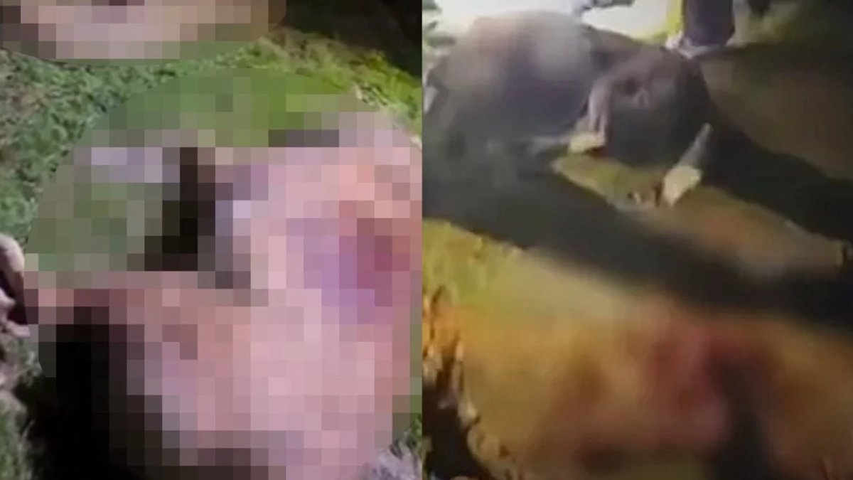 Samsun'da kan donduran görüntü: Çöp konteynerinde 9 köpek ölü bulundu