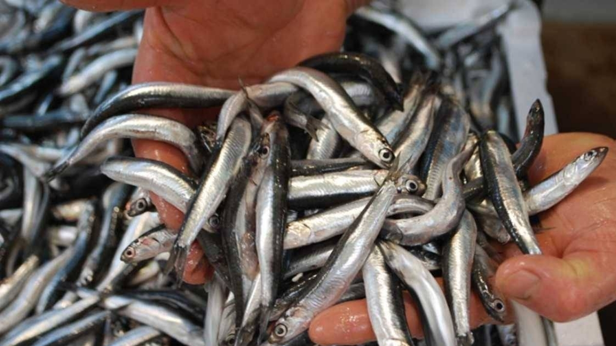 Sezon başında 150 liraydı şimdi 50 lira! Bereketli sezon fiyatlara yansıdı: Vatandaş poşetleri doldurdu