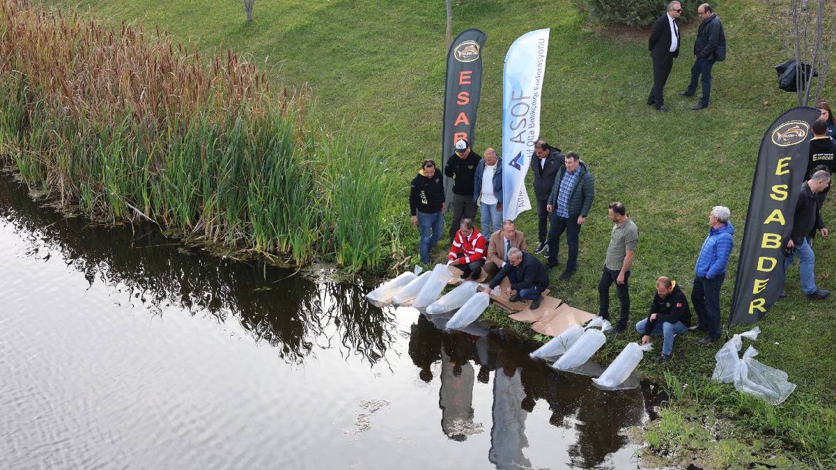 Porsuk Çayı'nda yaşam güçleniyor: 5 bin aynalı sazan doğaya salındı
