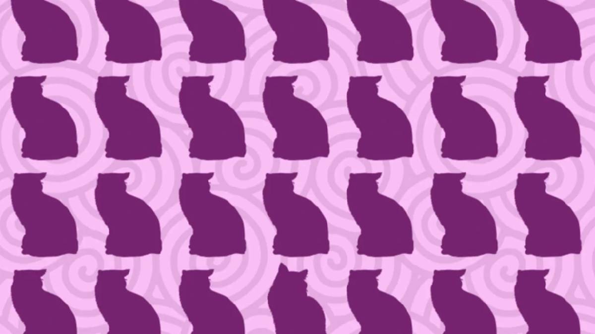 Resimdeki farklı kedi siluetini görmek imkansız! 100 kişi denedi yalnızca 1 kişi sonuca ulaştı