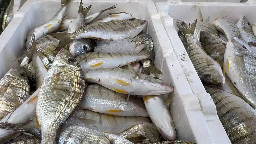 Karadeniz'de balık bolluğu! Hamsi, nadir türleri de tezgaha getirdi