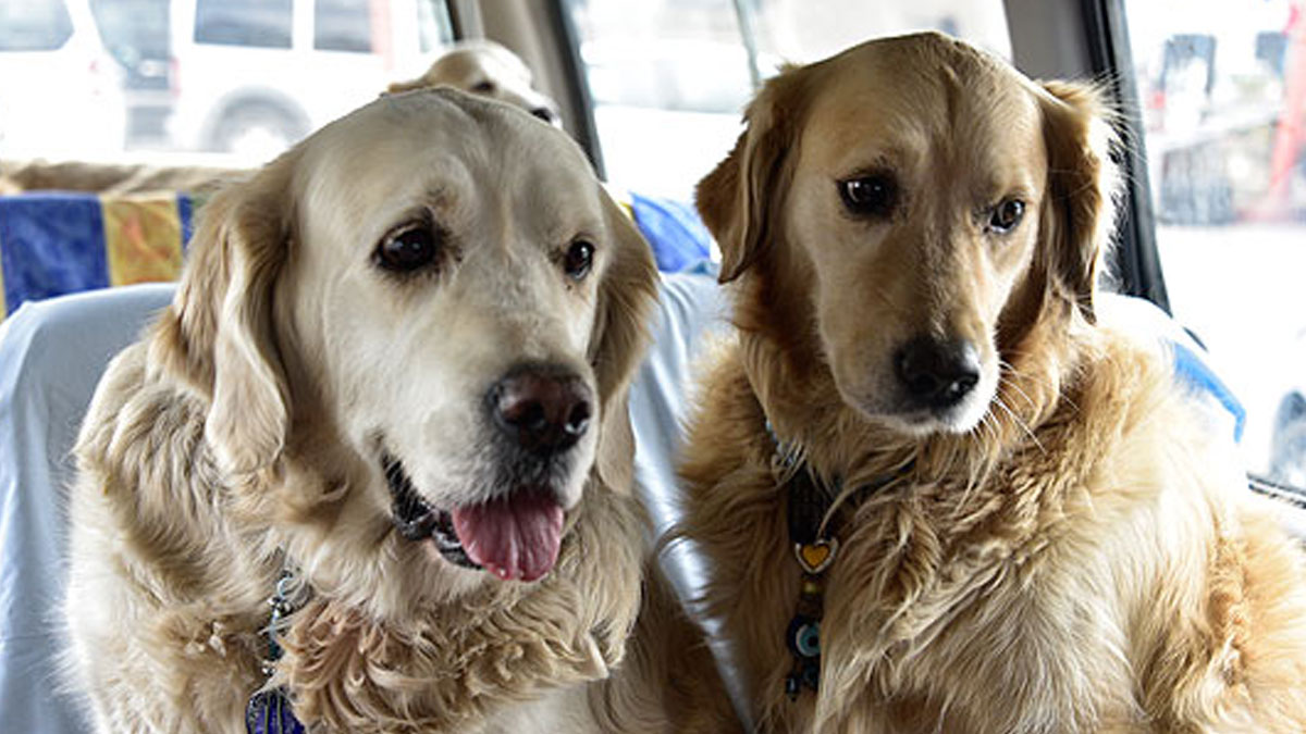 Golden retrieverlar, insanlarla benzer duyguları etkileyen bazı genleri paylaşıyor