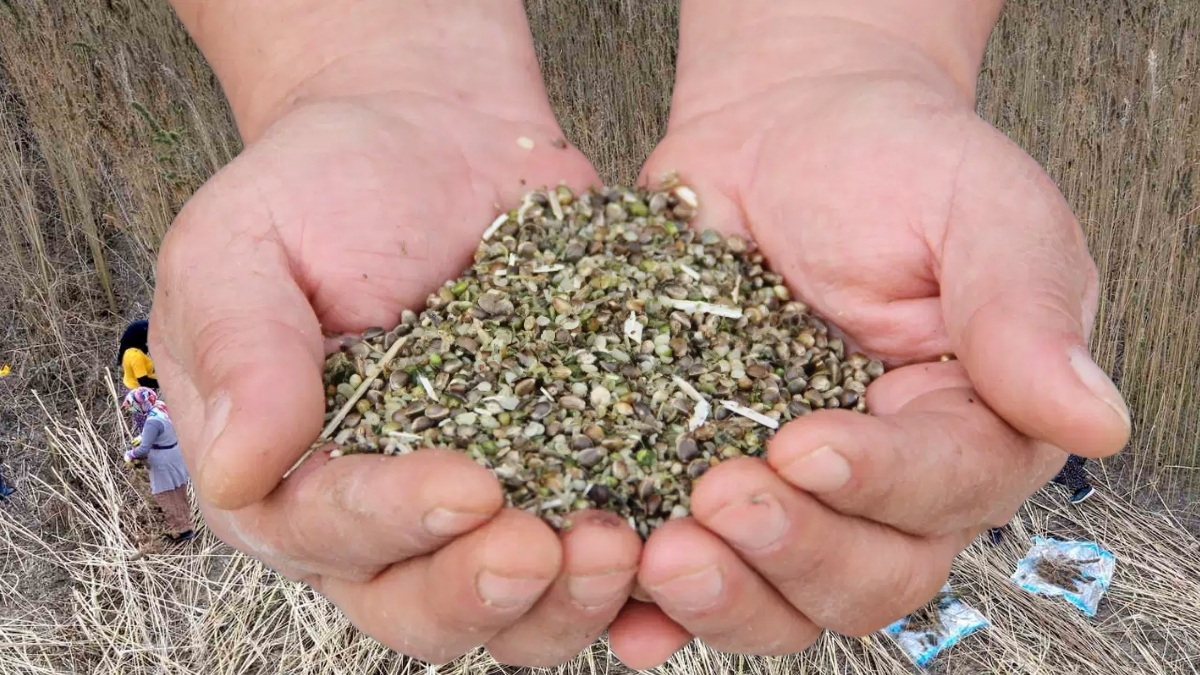 Deneme amaçlı ekti, yeni gelir kapısı oldu! Silah sanayiinden bile kullanılıyor: Yeni alternatif ürün