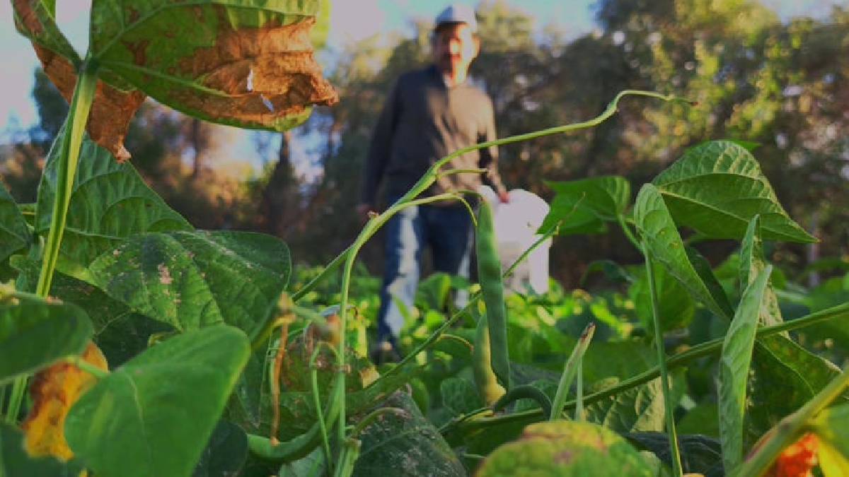Kolay pişiyor, lezzetiyle fark atıyor! Dünya şeflerinin gözü bu üründe: Kilosu 500 TL’den satılıyor