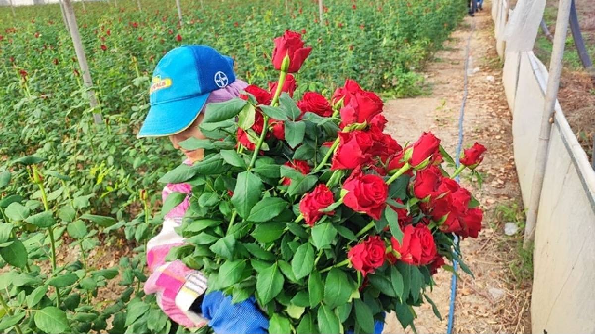 1 dönümden 15 bin adet verim alınıyor! Adana seralarında hasat vakti: Tanesi 10 TL’den çıkıyor