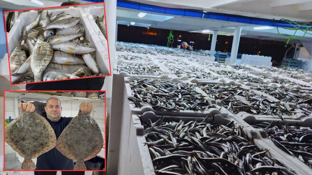 Hamsi bolluğu hem tezgaha hem denize bereket getirdi! Balıkçıların yüzü gülüyor: Denizlerdeki çeşitlilik tezgahları süslüyor