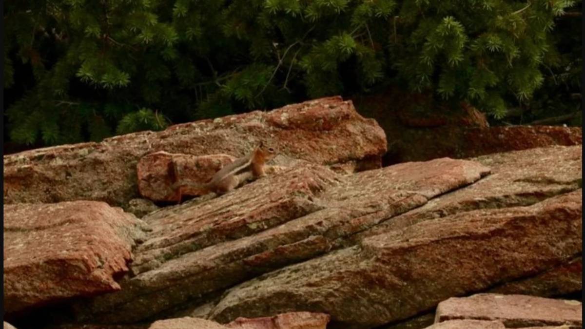 Gözleriniz size oyun oynayacak! 9 saniyede gizli sincabı bulan kendini kanıtlar