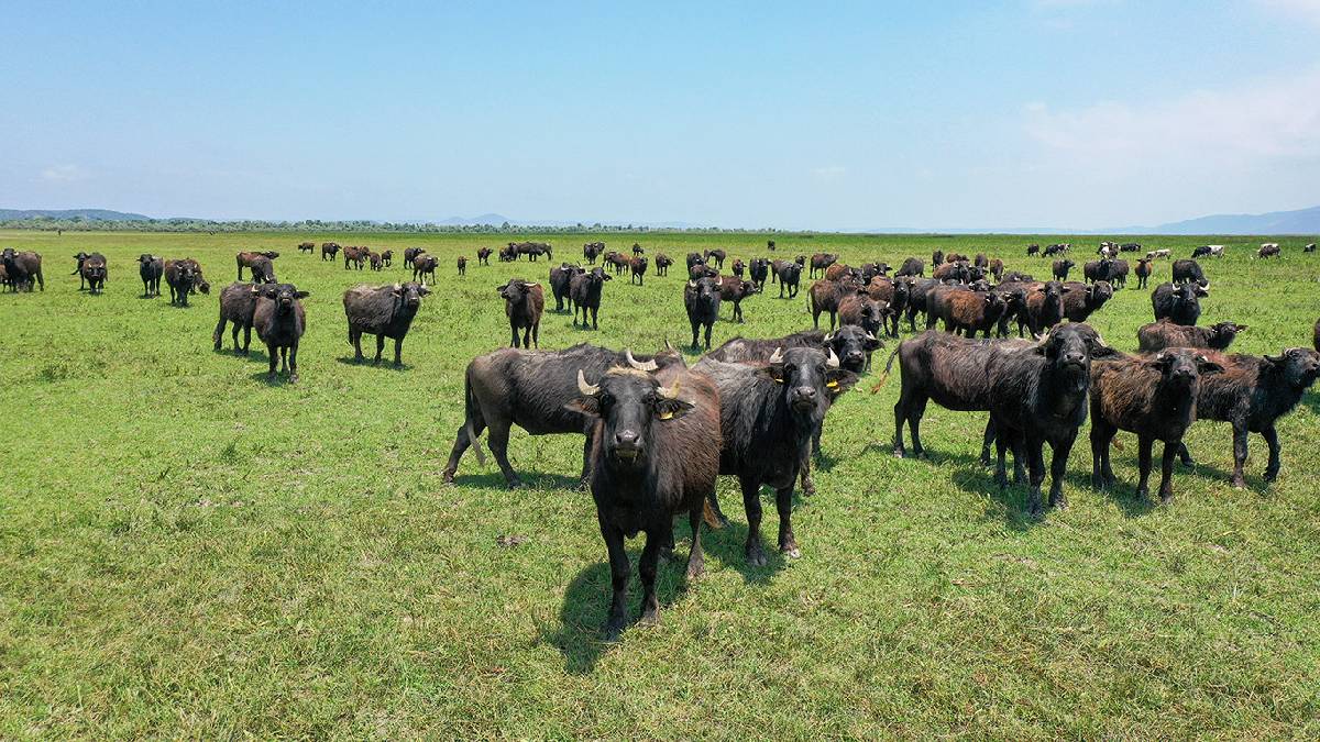 Adına şarkılar bile yapılıyor! Hem yoğurdu hem kaymağı şifa: Sulak alanda yetişiyor