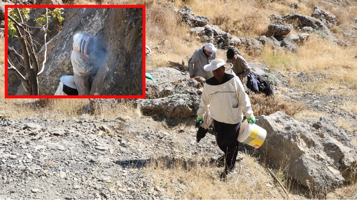 Özel izinle ata topraklarına geldiler, toplamaya başladılar! Sadece 4 gün izinleri var: Kilosunu 6-7 bin liraya satacakları