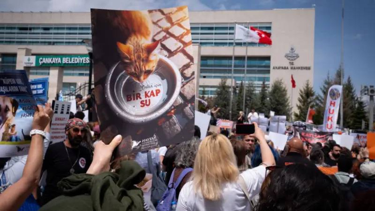 Türk Veteriner Hekimleri Birliği: Aç kalmış hayvanlar, kamu sağlığını da tehdit edebilir