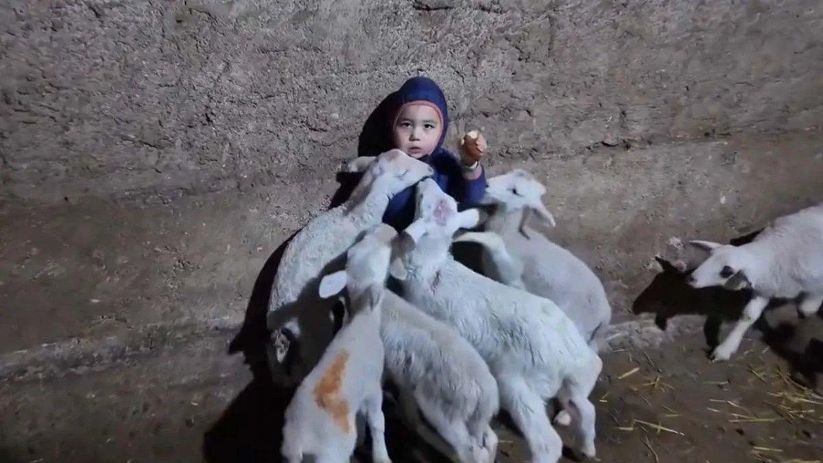 Kuzuların tatlı saldırısına uğrayan miniğin cevabı yüzleri güldürdü: "Kuzular beni yiyorlar!"