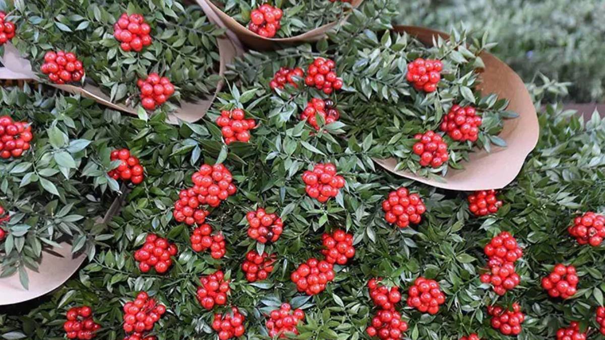 Yılbaşı çiçeği kokina bu yıl daha pahalı: Fiyatlar 500 liradan başlıyor