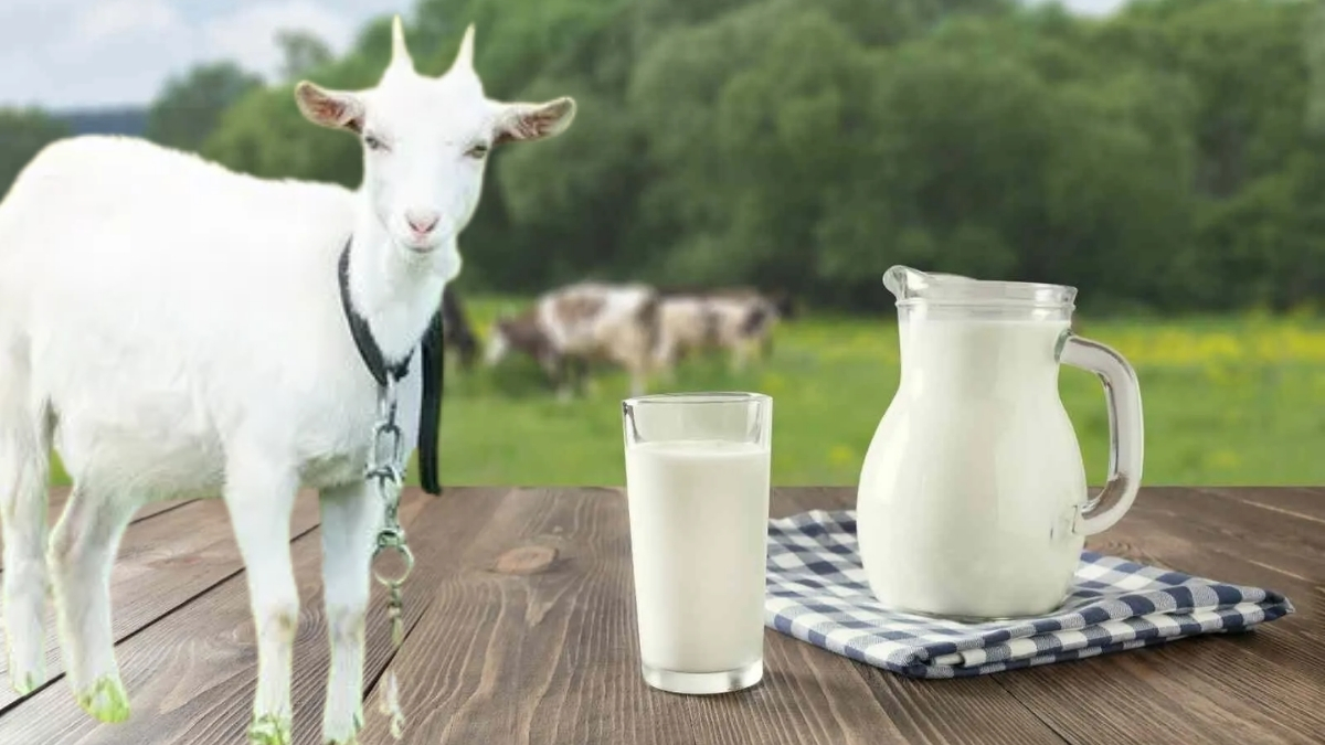 Kolesterolü düşürüyor, kemikleri güçlendiriyor! Ne inek ne koyun sütü: Bu süt vücudu resmen resetliyor