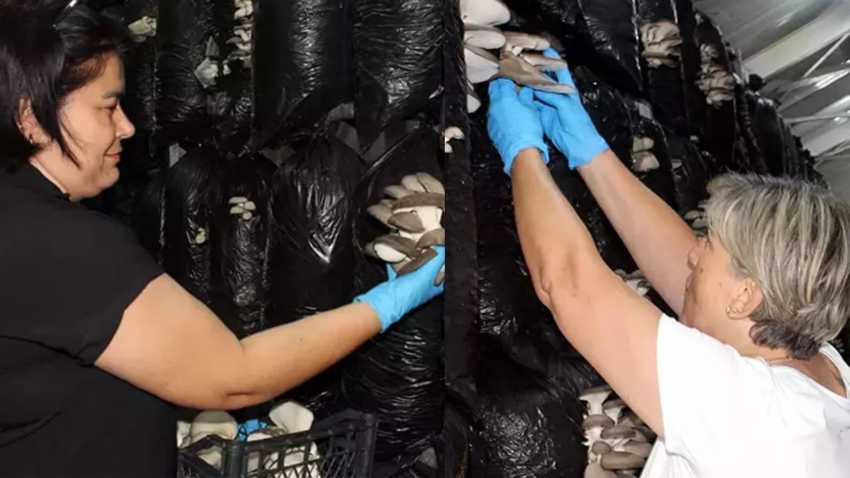 16 kadın 6 milyonluk destekle üretime geçti! Bu tesis arı gibi işliyor: Piyasada 250 TL olan fiyatı 100 TL’ye çektiler!