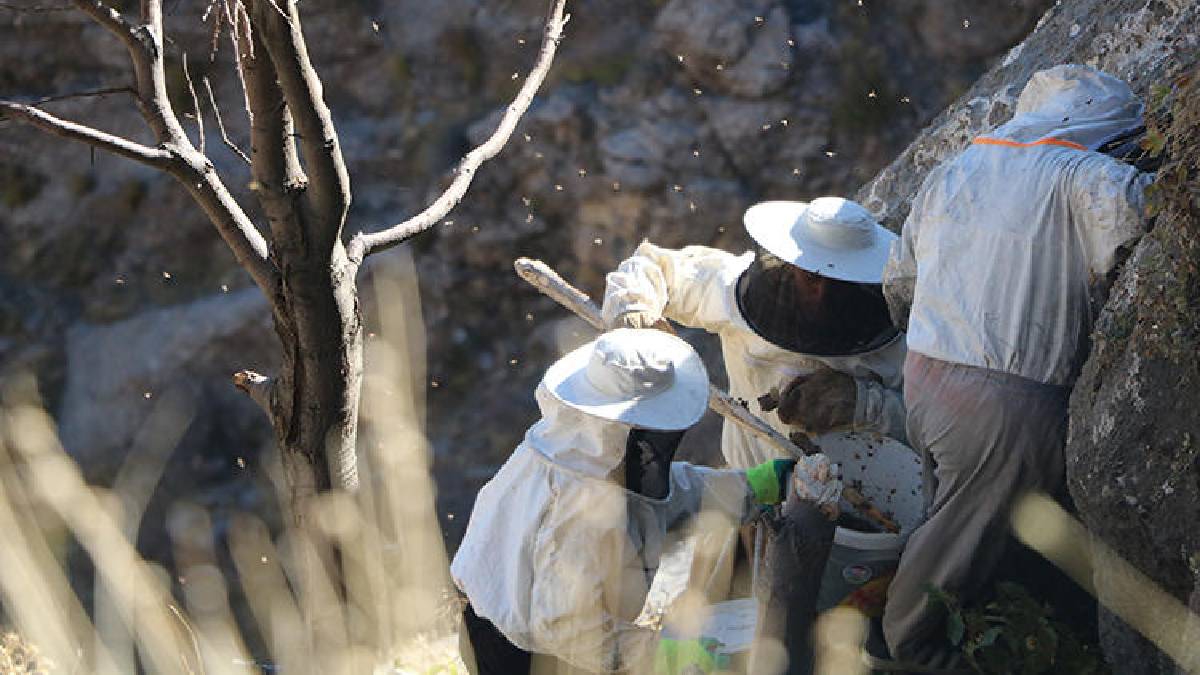 Terör onları köylerinden ayırdı yıllar sonra dönüş başladı! Kilometreler süren yoldan gelen kazanç: Kilosu 7.000 TL!