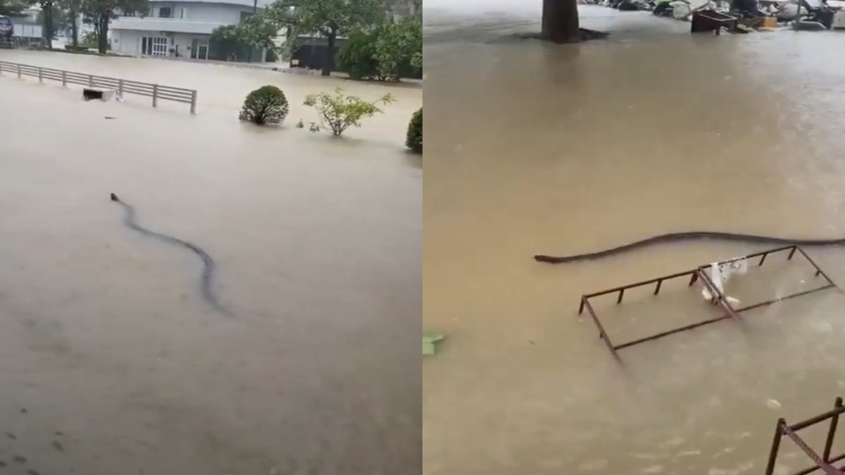Tayland’da sel felaketinin ortasında dehşet veren görüntü! Dev yılan sokaklarda yüzdü: Sonu gelmiyor