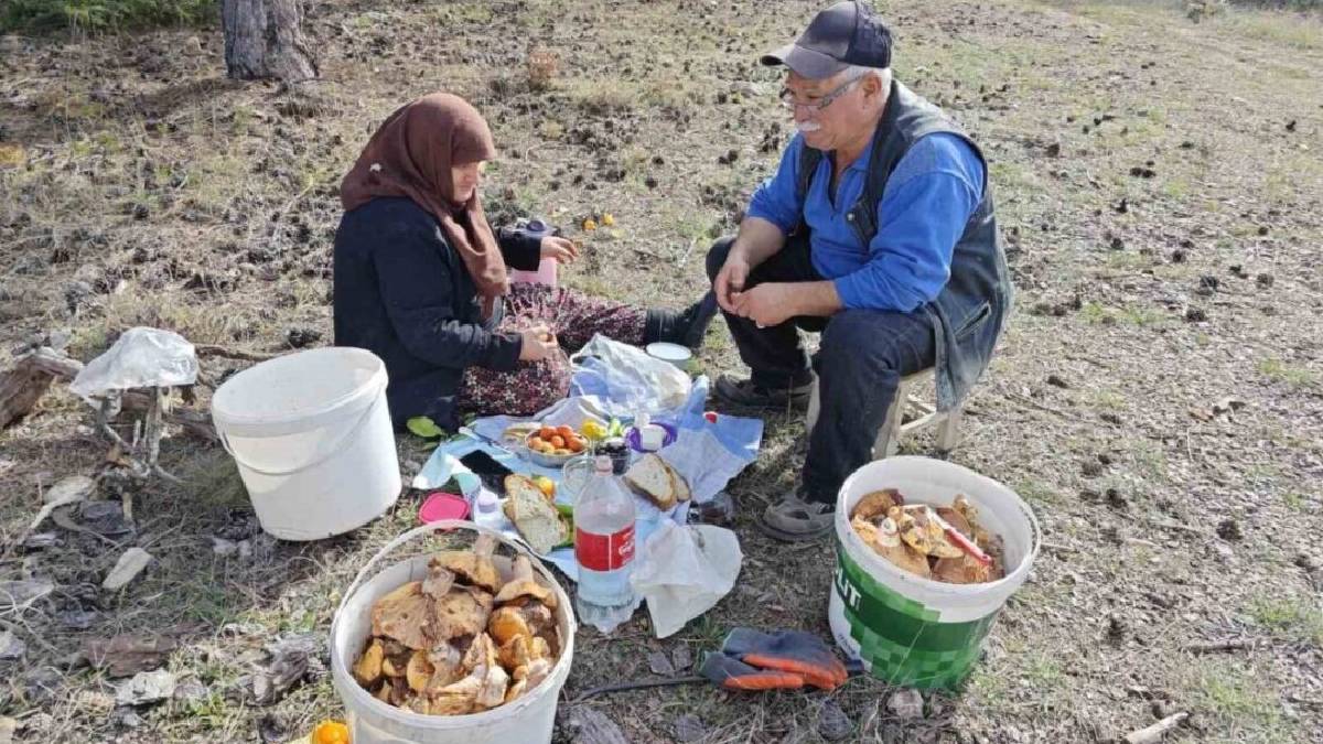 Yaşlı çiftin orman mesaisi bitmiyor! Hem topluyor hem huzur buluyorlar: “Doğa bize hem rızkımızı hem de sağlık veriyor”