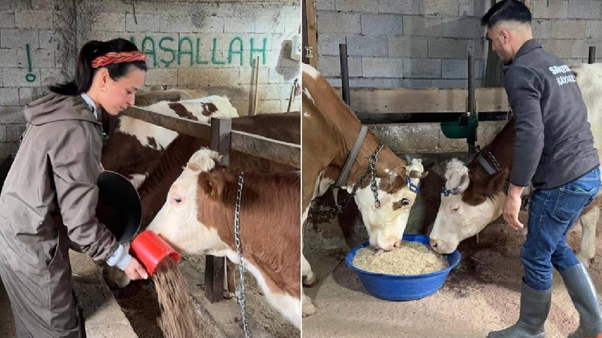 İstanbul’u bırakıp Giresun’a yerleştiler, kendi mandıralarını kurdular! 5 hayvan sayısı şimdi 40’a ulaştı: Üretim onlarla arttı