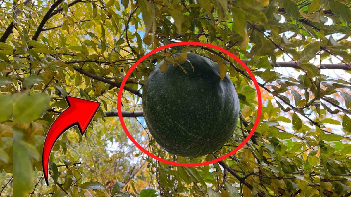 Böylesi ilk kez yaşanıyor! Bahçeye ektiği kabakları nar ağacının tepesinden topladı