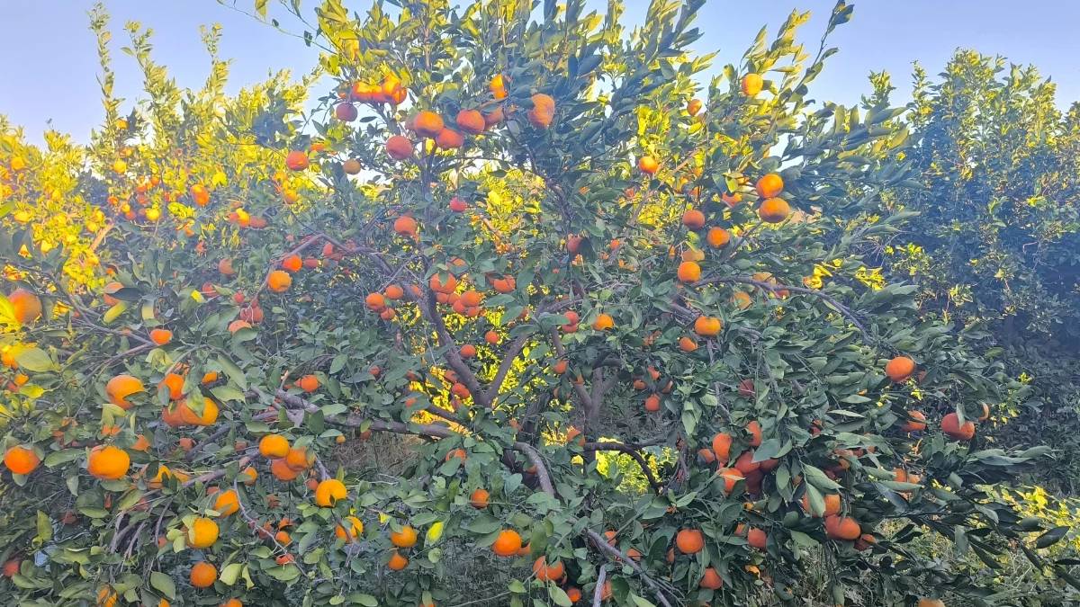 Mandalina 15 günde 3 liradan 1 liraya düştü: Üreticiler ağaçları kökünden kesme noktasında