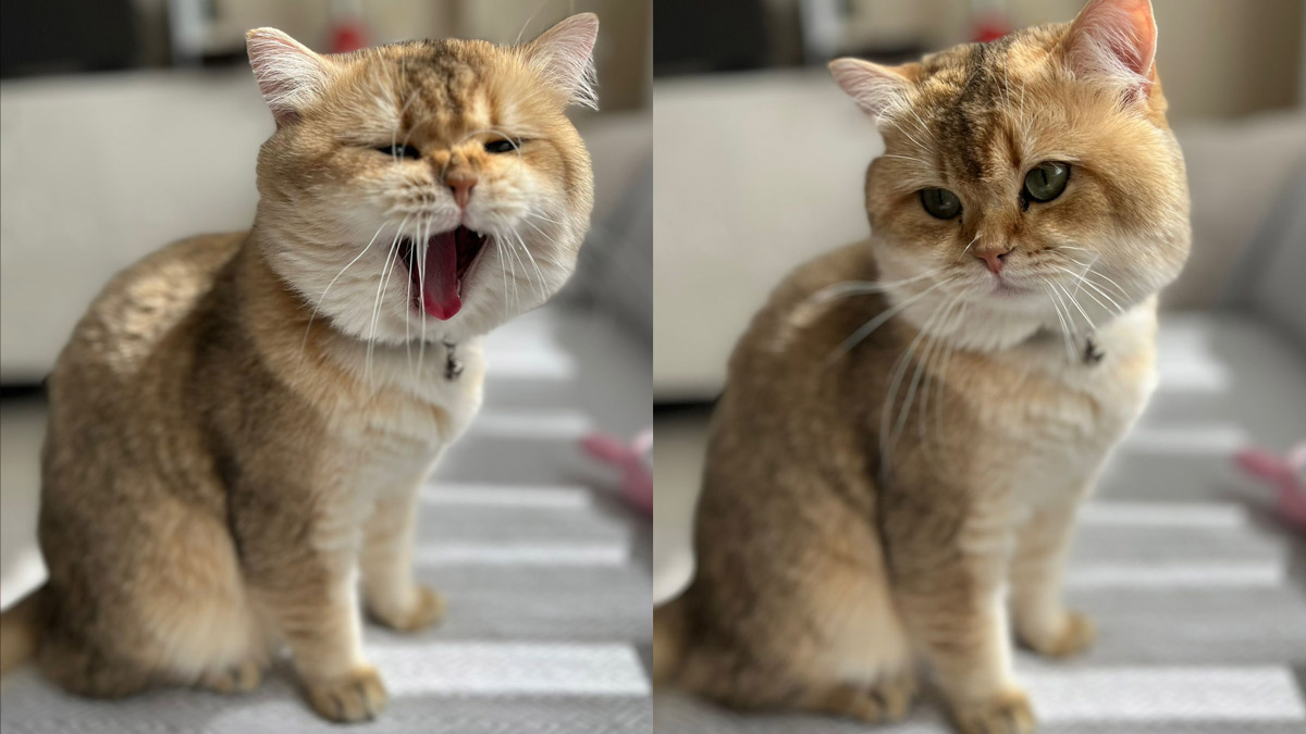 Kedilerin insanlarla bağı sanılandan çok daha geç kuruldu