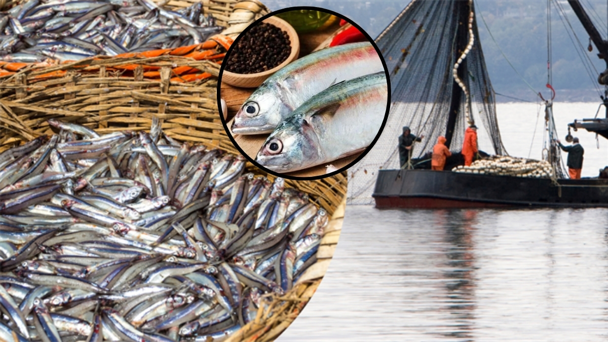 Balık sezonu açıldı sofralar şifa doldu! En sağlık balıklar gündemde: İşte aralık ayının en sağlıklı balığı