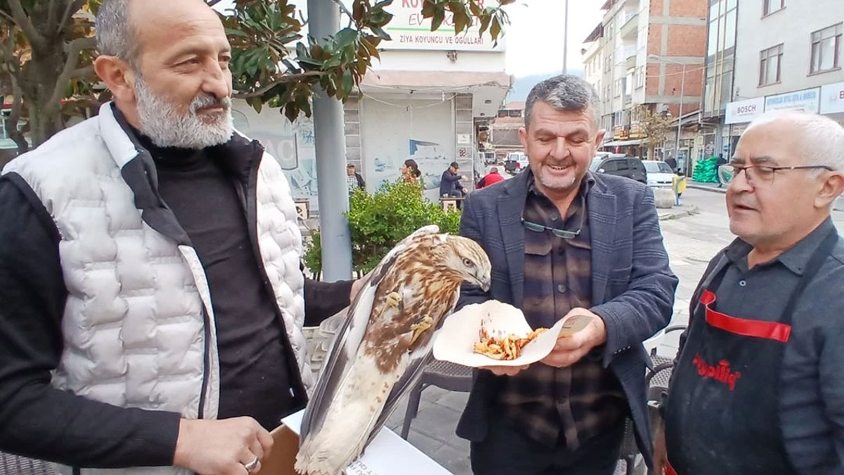 Amasya'da yaralı bulunan kızıl şahin koruma altına alındı