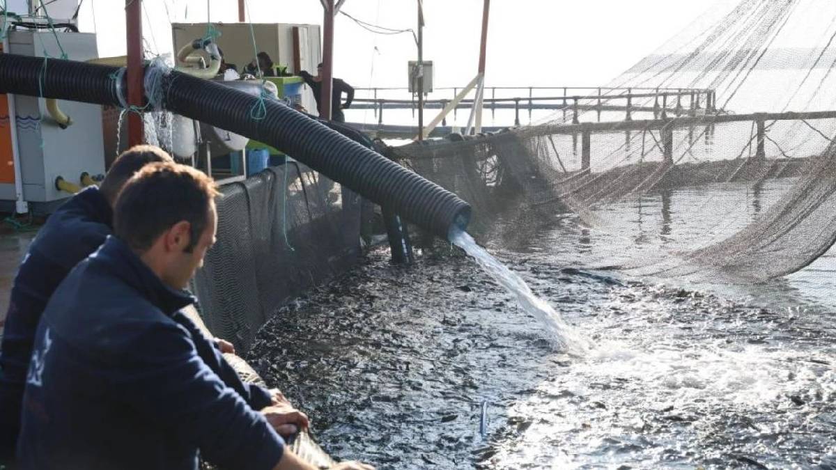 Kırşehir’de somon ihracatı dikkat çekiyor! Karadeniz’e yeni rakip: Rusya ve Çin’den bile talep görüyor