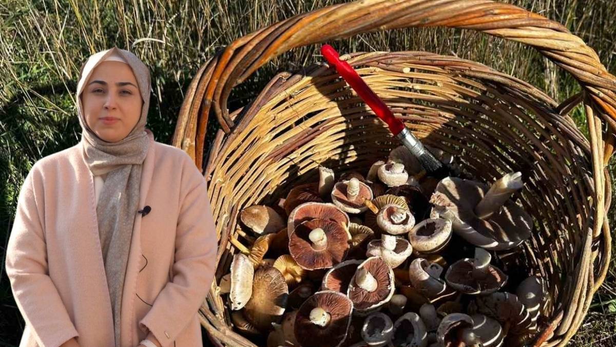 Doğada yetişiyor, bilinçsiz toplanıyor! Zehirlenme vakaları görülüyor: Bu mantarlara dikkat edin