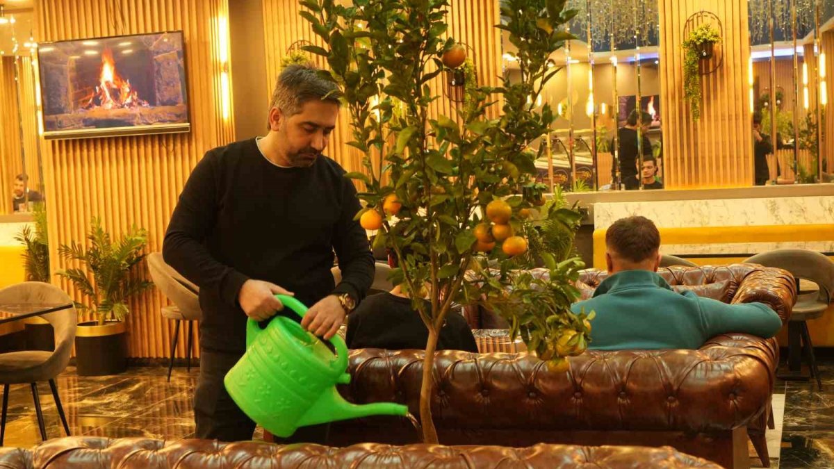 İklime kafa tuttu, kafede mandalina yetiştiriyor! Saksıda mandalina ağacı büyüttü, müşterilere dalından ücretsiz ikram ediyor
