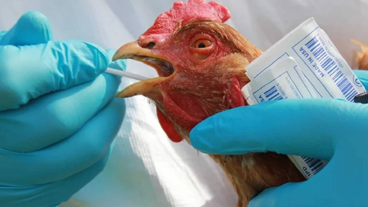 Kuş gribinin insanları daha kötü etkileme sebebi belli oldu