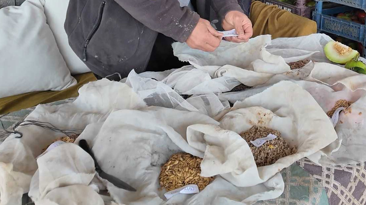 Ata tohumunu yaşatmak için yola çıktı: 10 ilde ücretsiz dağıtım