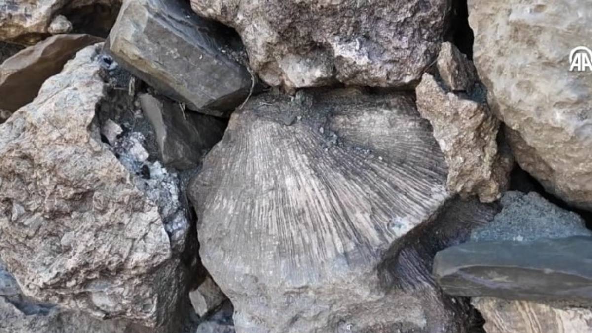 Bingöl’de 50 milyon yıllık deniz canlısı fosilleri gün yüzüne çıktı