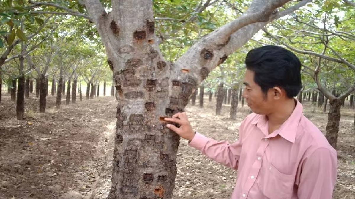 Adına kar yutkunu deniyor, ağaçlardan toplanıyor! Hava ısındıkça verimi artıyor, sadece elle toplanıyor