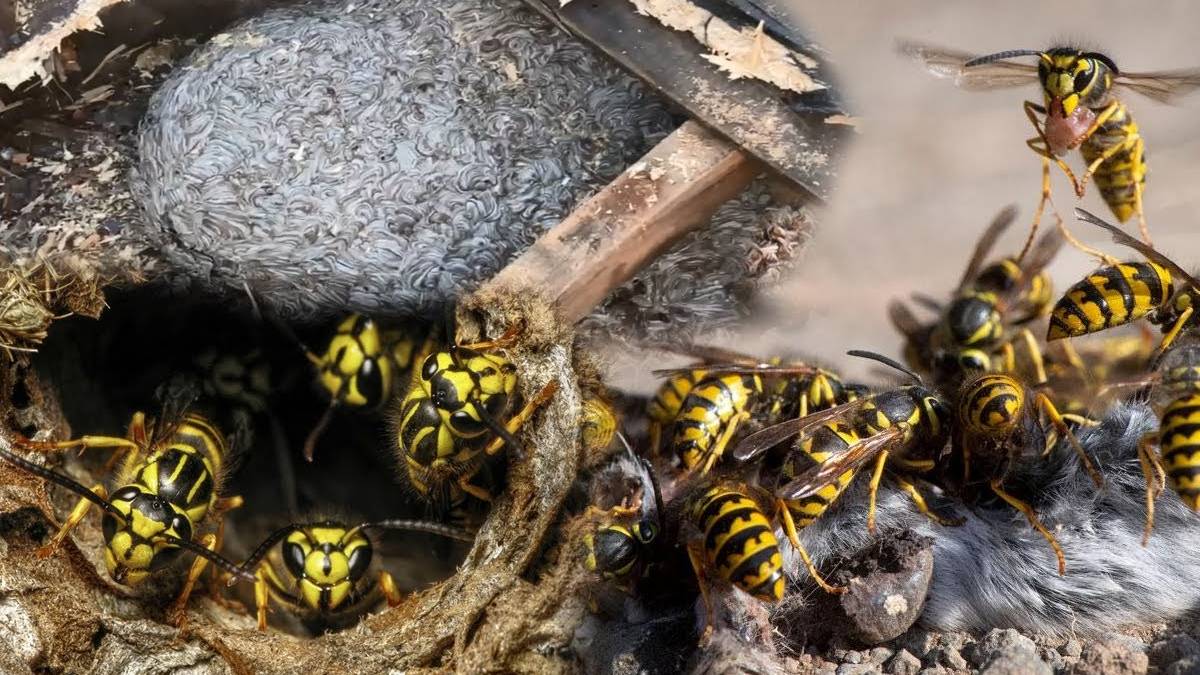 Evlerinin altından bir koloni çıktı! 80 bin tanesi 45 kilo üretti