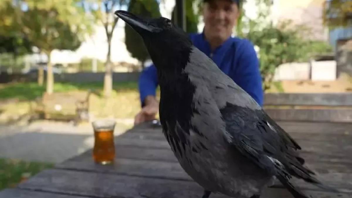Yaralı halde buldu, yanından ayrılmaz oldu! Markette yiyecekleri bile ‘Şakir’ seçiyor