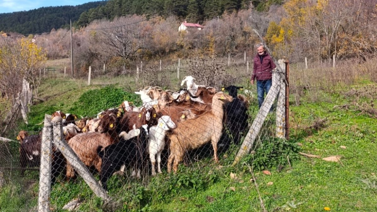 Teknoloji ile arama çalışması hemen sonuç verdi! Bolu’da kaybolan 30 küçükbaş hayvan drone destekli operasyonla bulundu