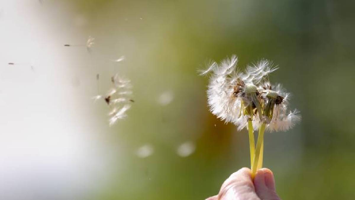 Küçükken üfleyip dilek tutardık! Bu bitki çocukluk oyuncağı değil karaciğer dostu çıktı