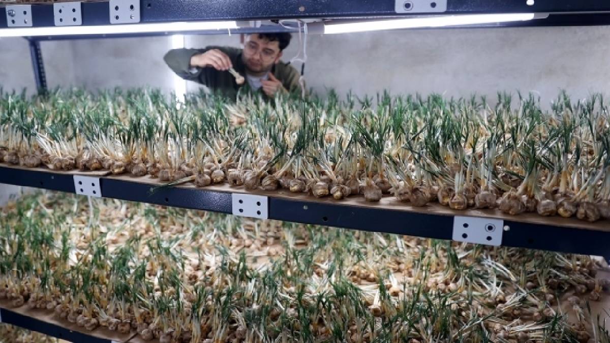 Dünyanın en değerli baharatına yeni boyut! Topraksız yetiştirdi, 1 milyondan fazla gelir sağladı: Hedefi üretimi artırmak