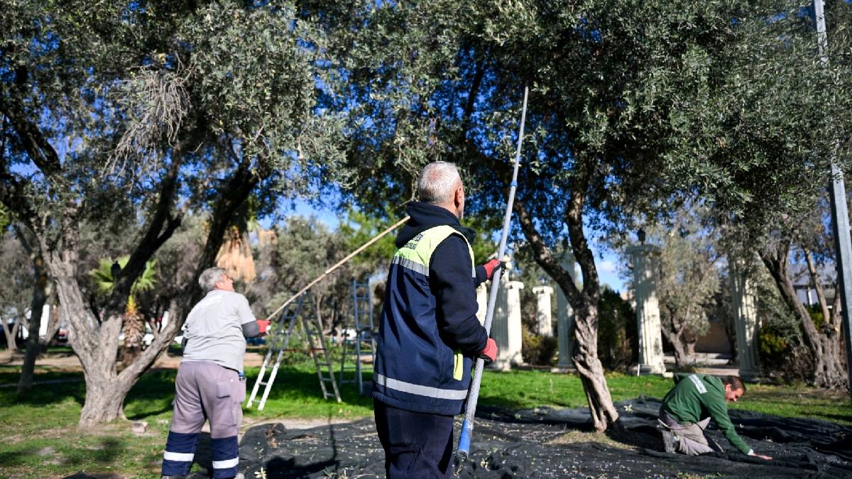Bornova’da 1500 zeytin ağacında hasada başlandı: Elde edilen zeytinyağlar, ihtiyaç sahiplerine ulaştıracak