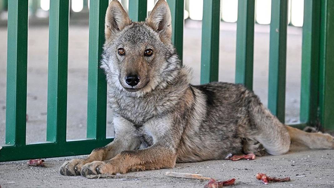Kurtlar gündüz de saldırmaya başladı: 10 aylık bebek dahil dokuz kişi öldü