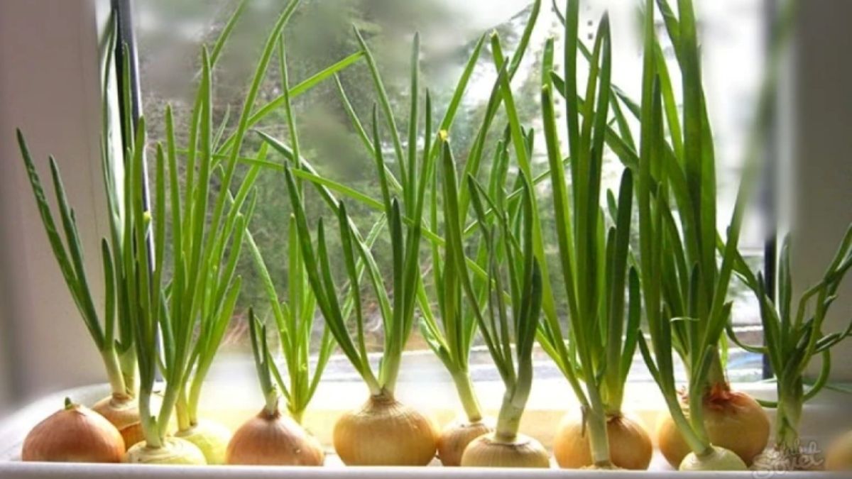 Kendin yetiştir kendin ye! Mutfağınızın kurtarıcısı olacak: Evde saksıda yeşil soğan yetiştirme yöntemi