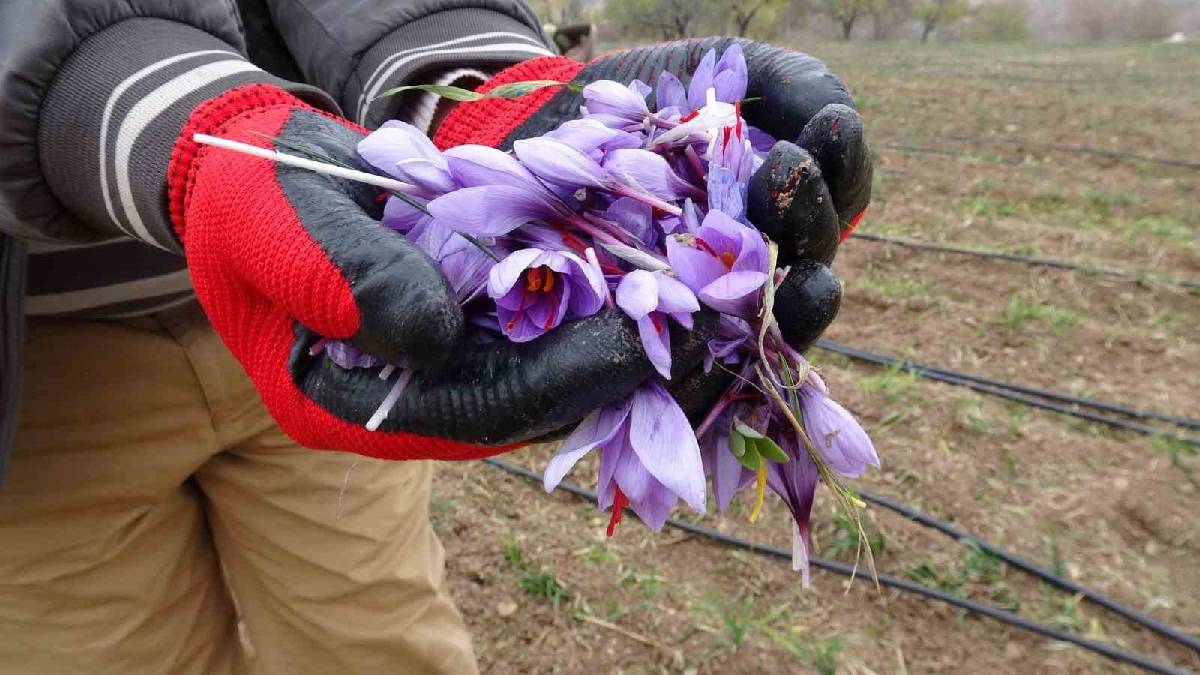 Malatya’da üretiliyor yok satılıyor! Kilosu değil gramı 600 TL: Bu yıl 1.500 ton hasat etti