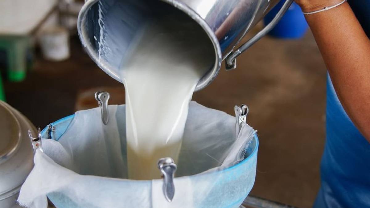 Şap hastalığı krizi sonrası süt üreticisi çıkmazda: İşletmeler bir bir kapanabilir