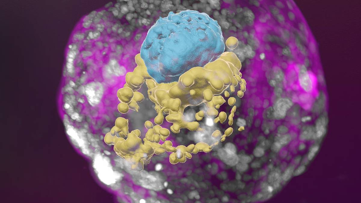 Bilim dünyasında etik tartışması: İnsansız embriyolar üretildi