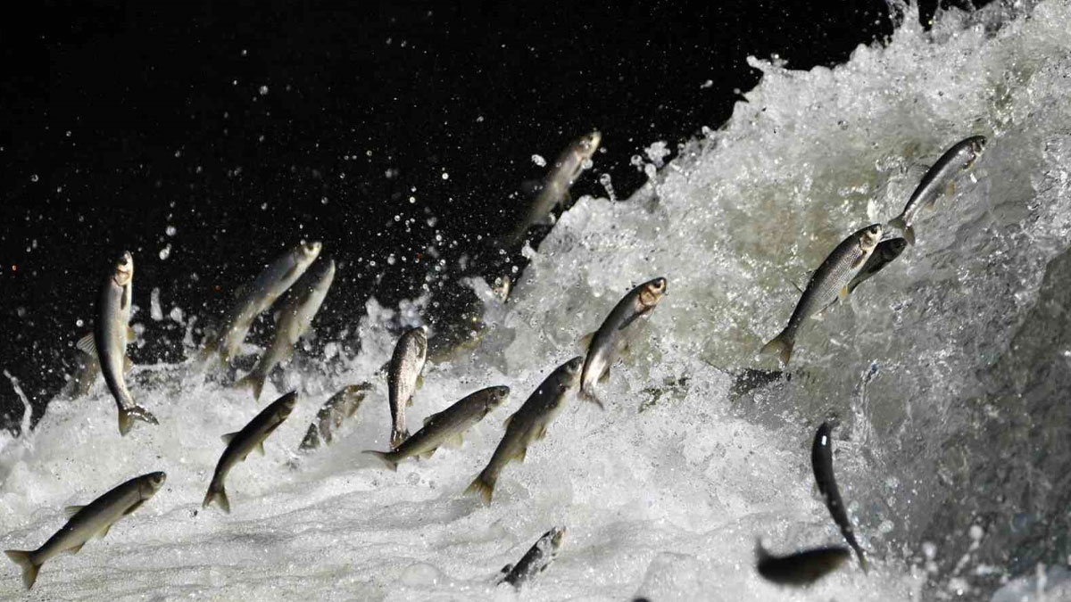 Van Gölü’nün simgesi inci kefali tehlikede: İklim değişikliği üreme göçünü zorlaştırıyor