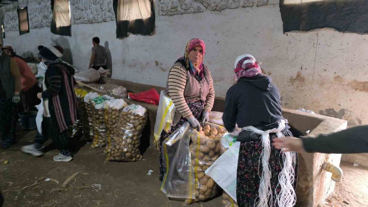 Hasat bitti depolama telaşı başladı! Üreticinin yüzünü güldüren ürün: Kilosu 18 TL’den satılıyor
