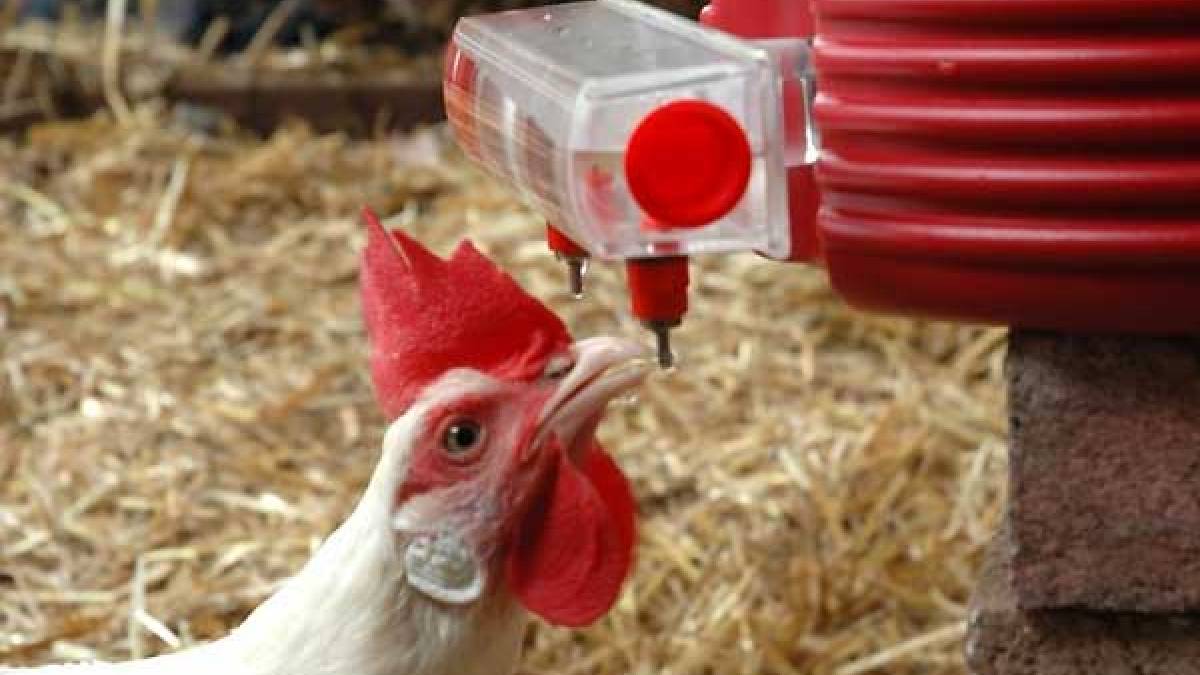 Tavuklarınız yumurtlamıyorsa bu yöntemi uygulayın! Kendi keşfetti çok işe yaradı: Günde 2 kere bile yumurtluyorlar