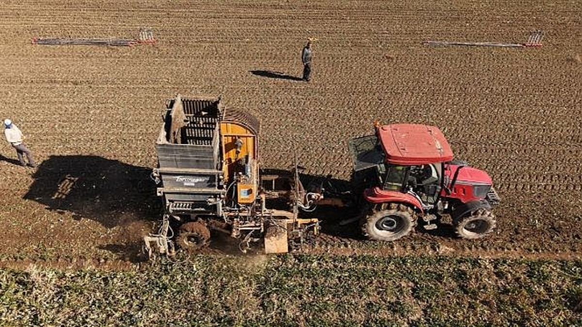 56 farklı köyden çiftçiler bu ürünü hasat ediyor! Şeker ihtiyacının önemli bölümü karşılanıyor: Hedef 76 bin ton üretim