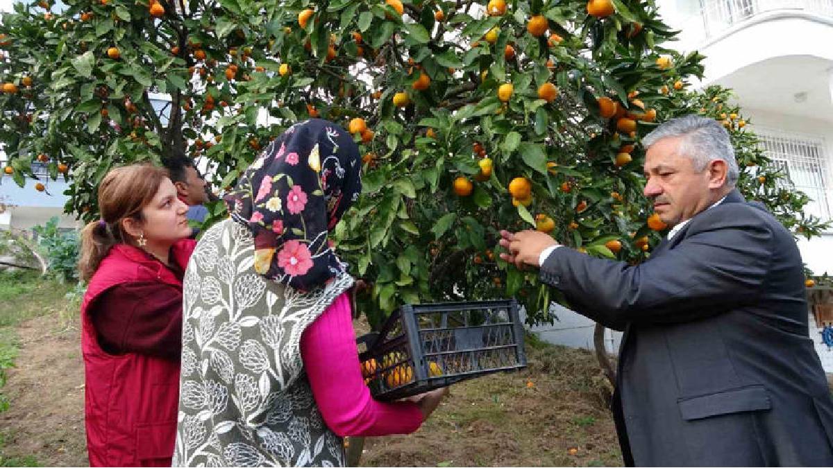 Akdeniz'de değil Ordu'da yetişiyor! 140 tonluk üretimde hasat vakti: 25 TL’den satışa çıkıyor